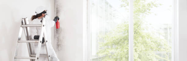 Mold Documentation for Insurance Claims in Pigeon, MI